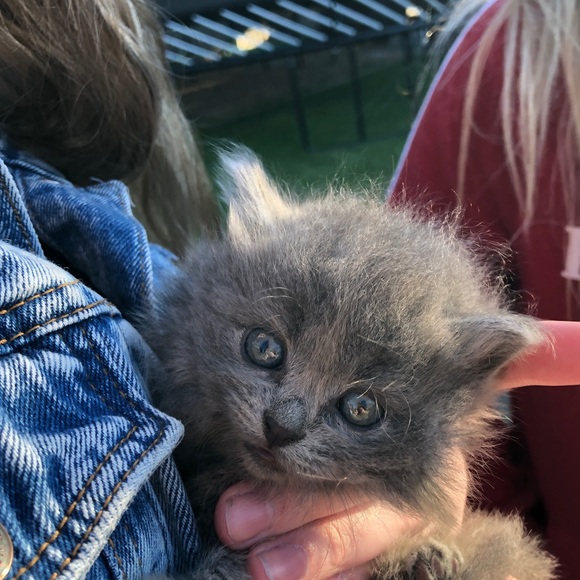 Meet your Posher, Lexud - Picture 1 of 1